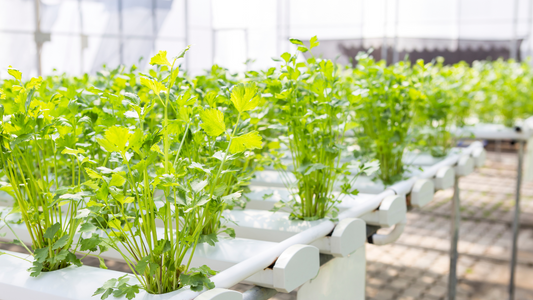 Revolutionizing Your Garden: The Advantages of Hydroponic Systems
