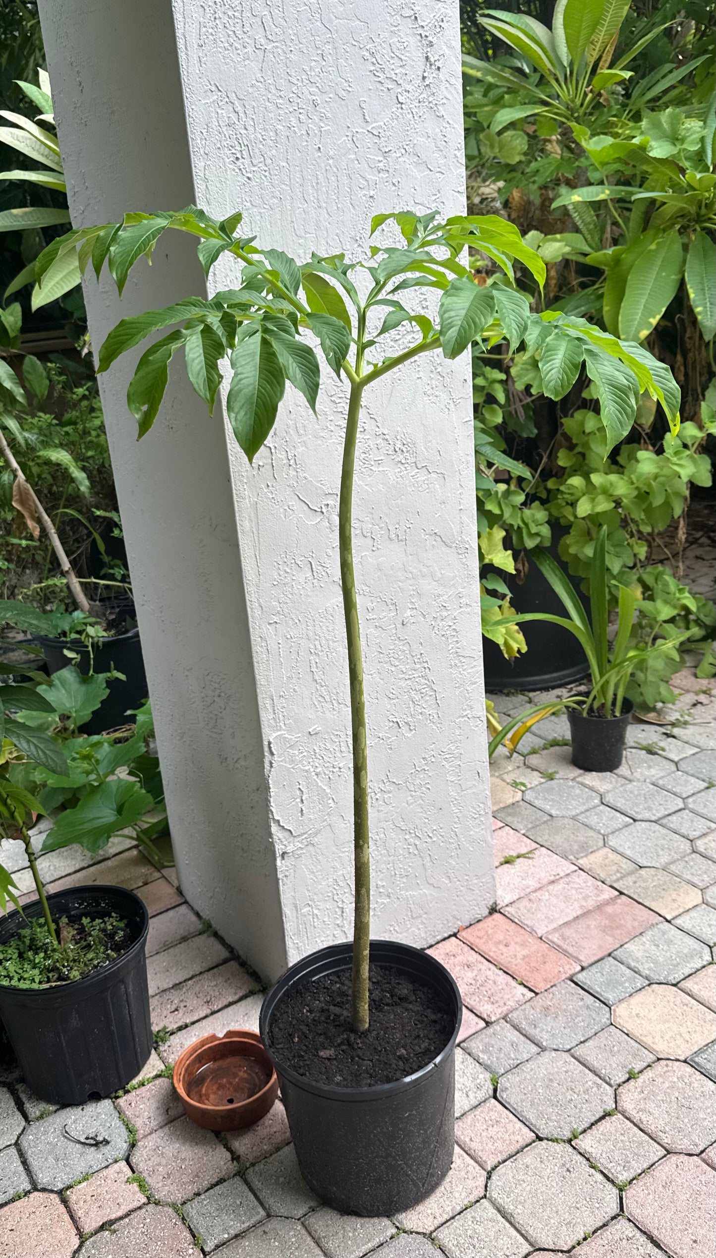 Amorphophallus Paeoniifolius corpse flower (elephant foot yam)