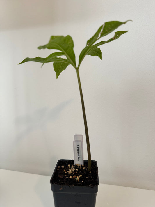 Amorphophallus Paeoniifolius corpse flower (elephant foot yam)
