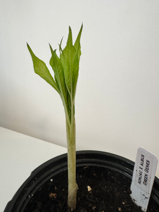 Amorphophallus Konbus, corpse flower 'Green Genes' {konjac x albus}