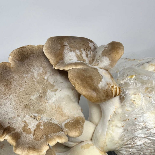 Kit de Cultivo de Hongos King Oyster (5 lb)