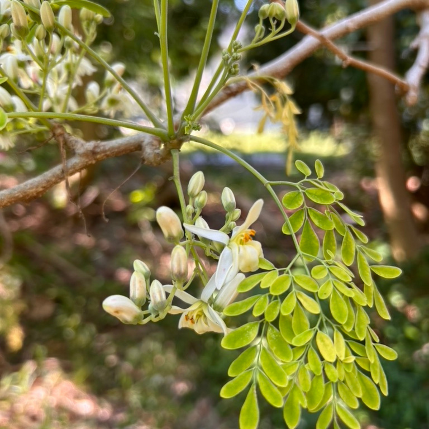 Moringa Tree Cuttings (3 pcs) – Easy to Grow, Nutrient-Rich Superplant