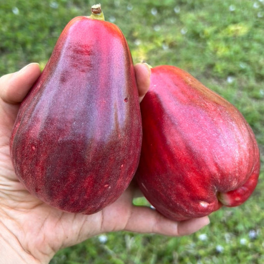 Fresh Water Apples (2 units)