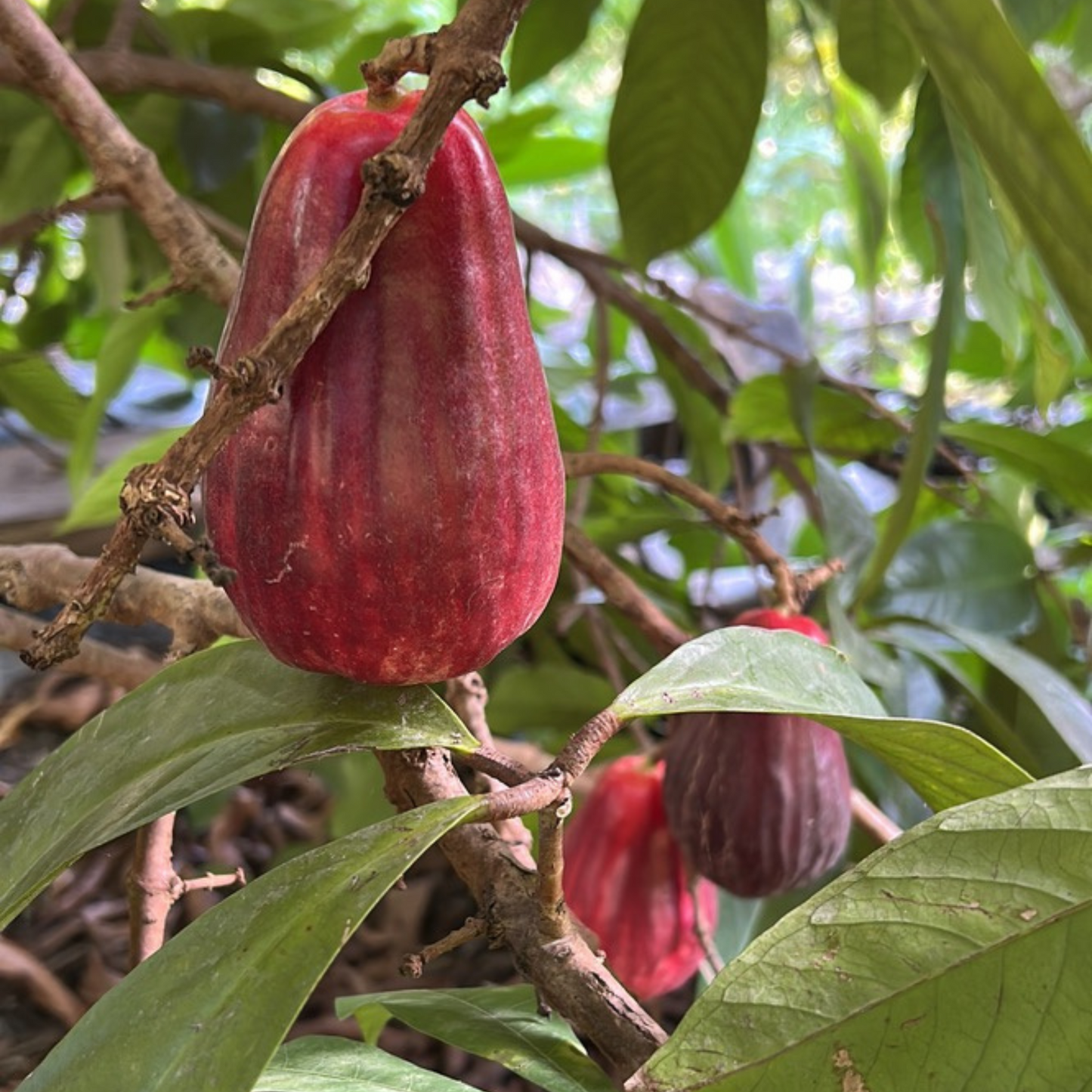 Fresh Water Apples (2 units)