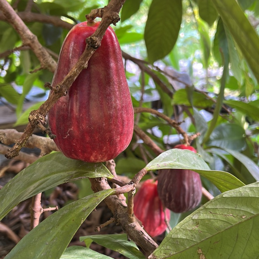 Fresh Water Apples (2 units)