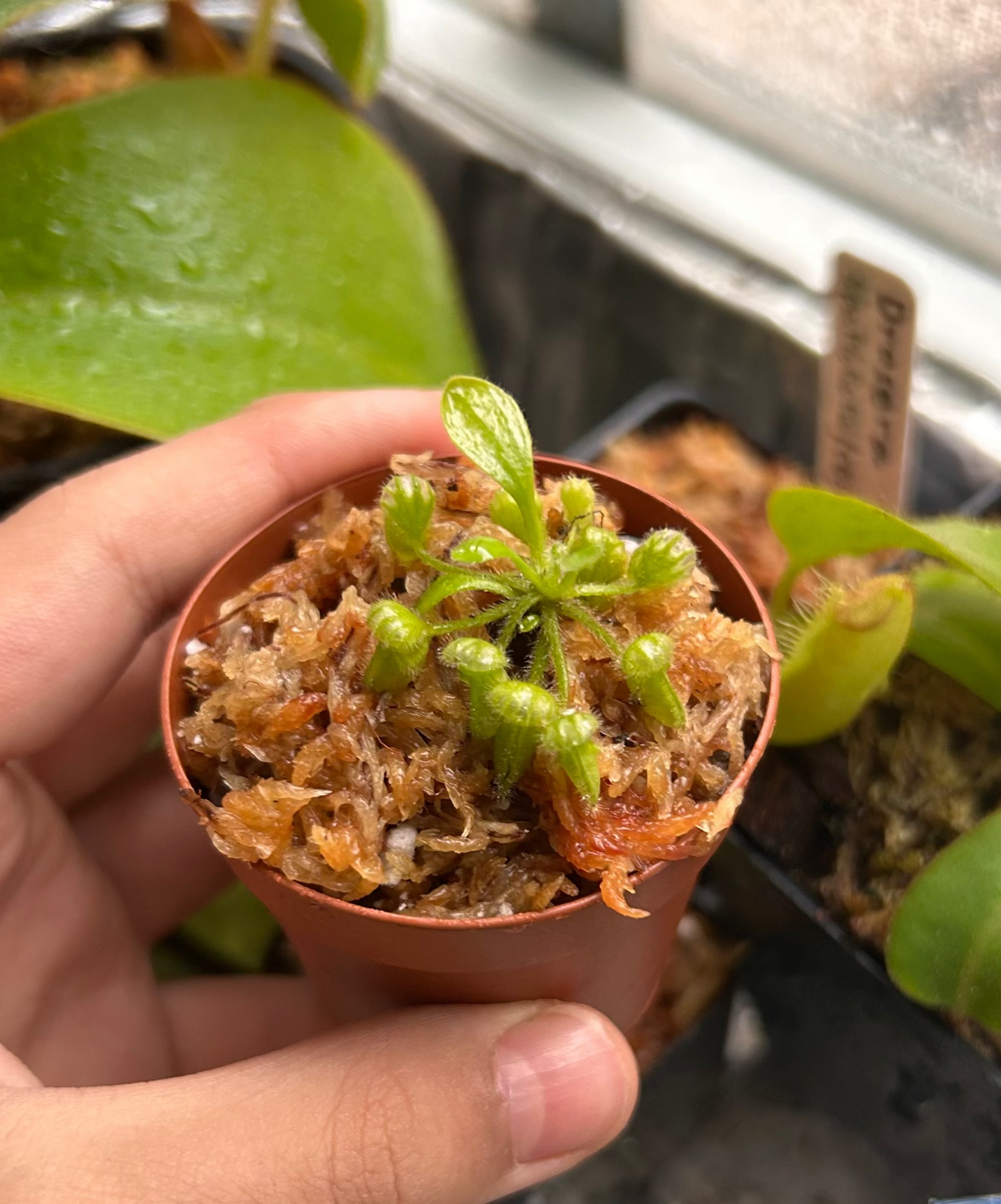 live carnivorous plant for sale in miami