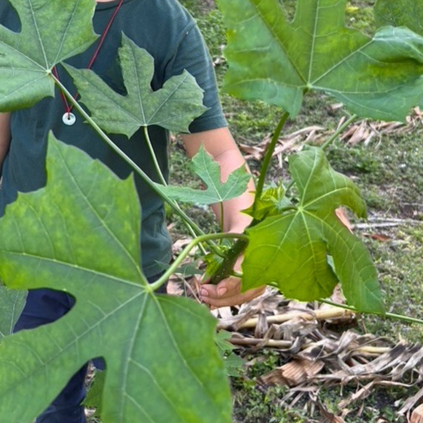 Chaya Cuttings (Tree Spinach) – Easy to Grow, Super-Nutritious (3 Pcs)