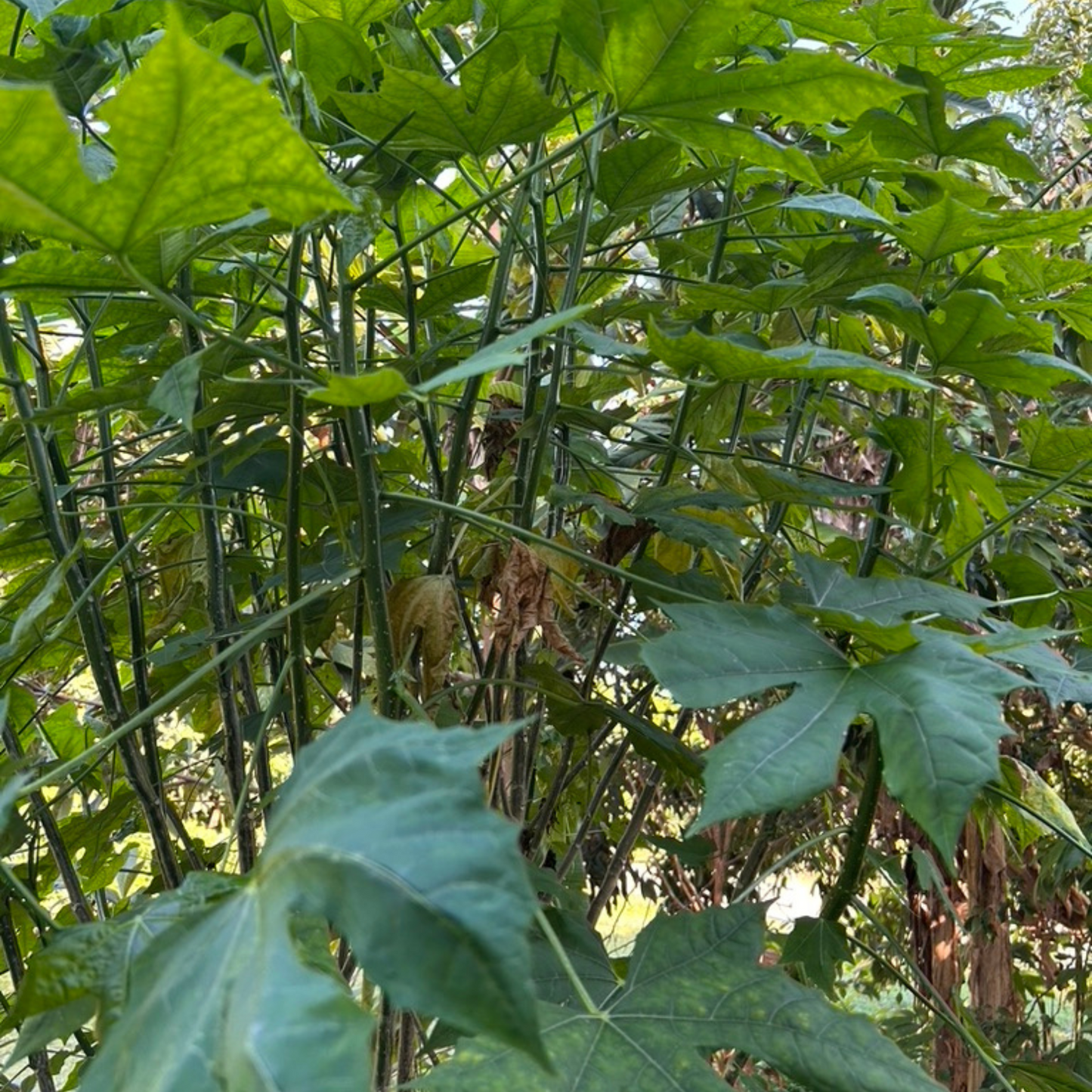 Chaya Cuttings (Tree Spinach) – Easy to Grow, Super-Nutritious (3 Pcs)