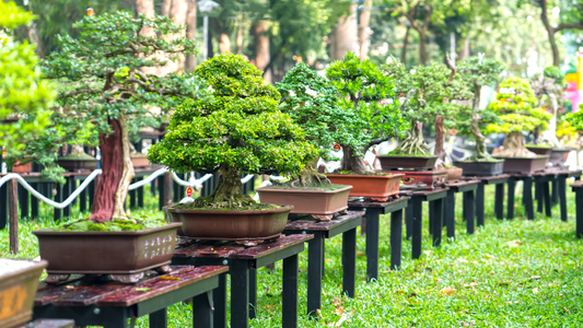 Bonsai Mastery: Cultivating Miniature Trees in South Florida