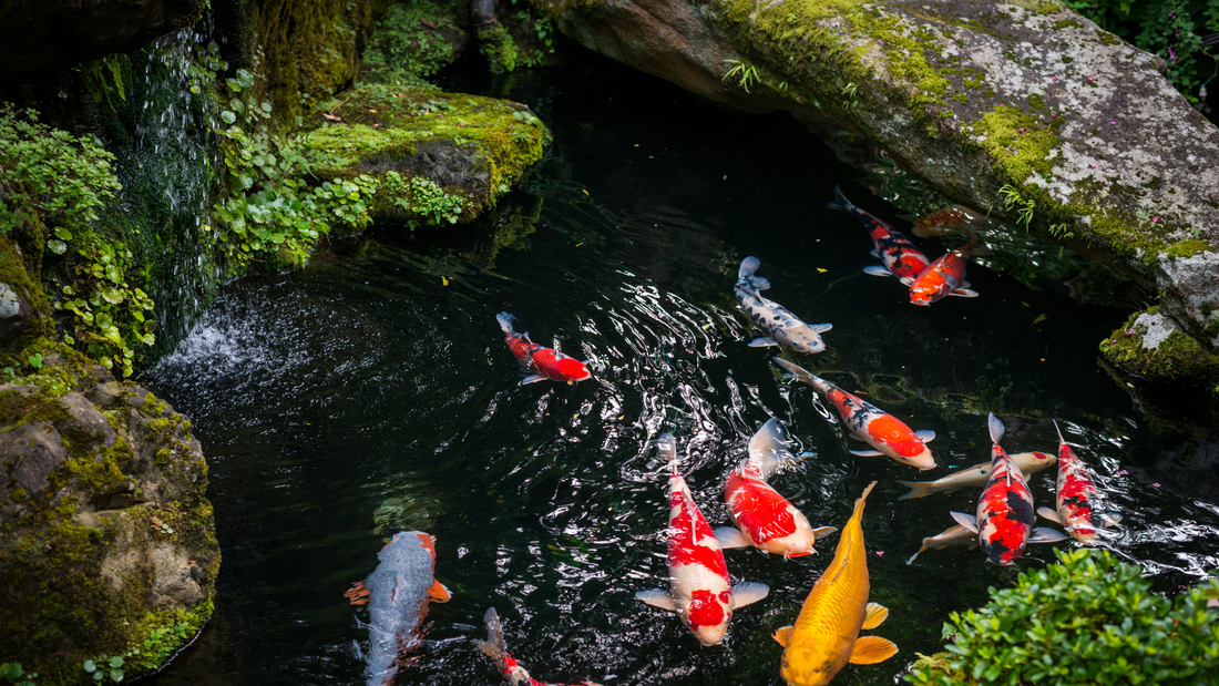 The Ultimate Guide to Creating a Sustainable Fish Pond Ecosystem