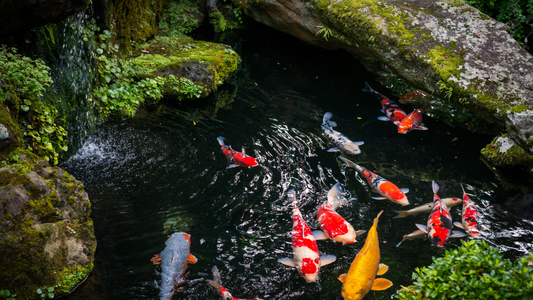 The Ultimate Guide to Creating a Sustainable Fish Pond Ecosystem