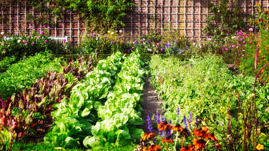 Backyard Bounty: Tips for Growing Organic Food at Home