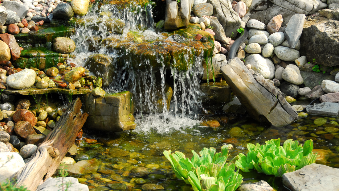 aquatic plants in pond