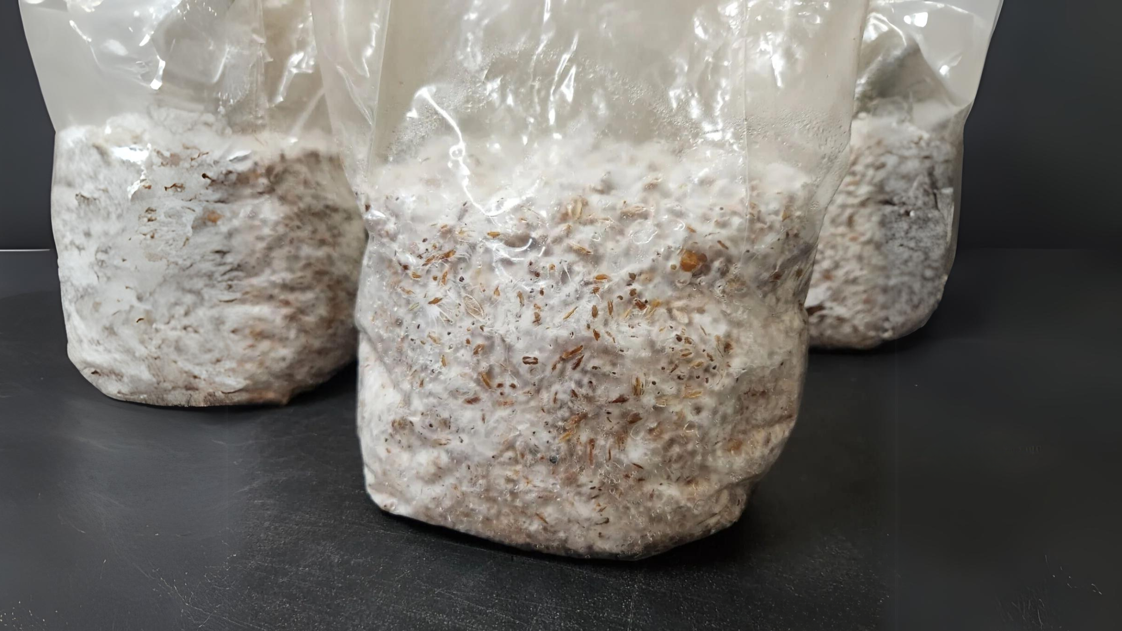 Exploring the Intricacies of Colonized Grain Spawn in Mushroom ...