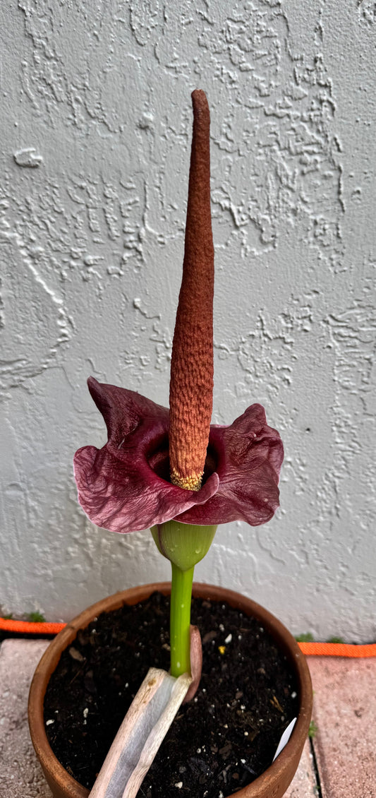 Amorphophallus Henryi blooming from baseball sized bulb\corm