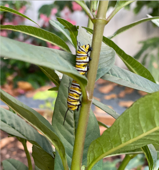 Caterpillar Milkweed