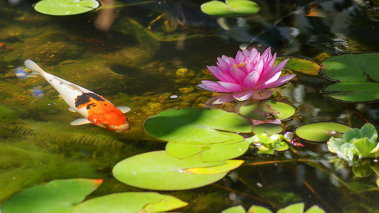 Exploring the World of Fish Ponds and Aquatic Plants