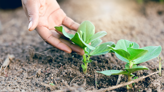 Eco-Friendly Gardening: The Impact of Organic Practices on the Environment