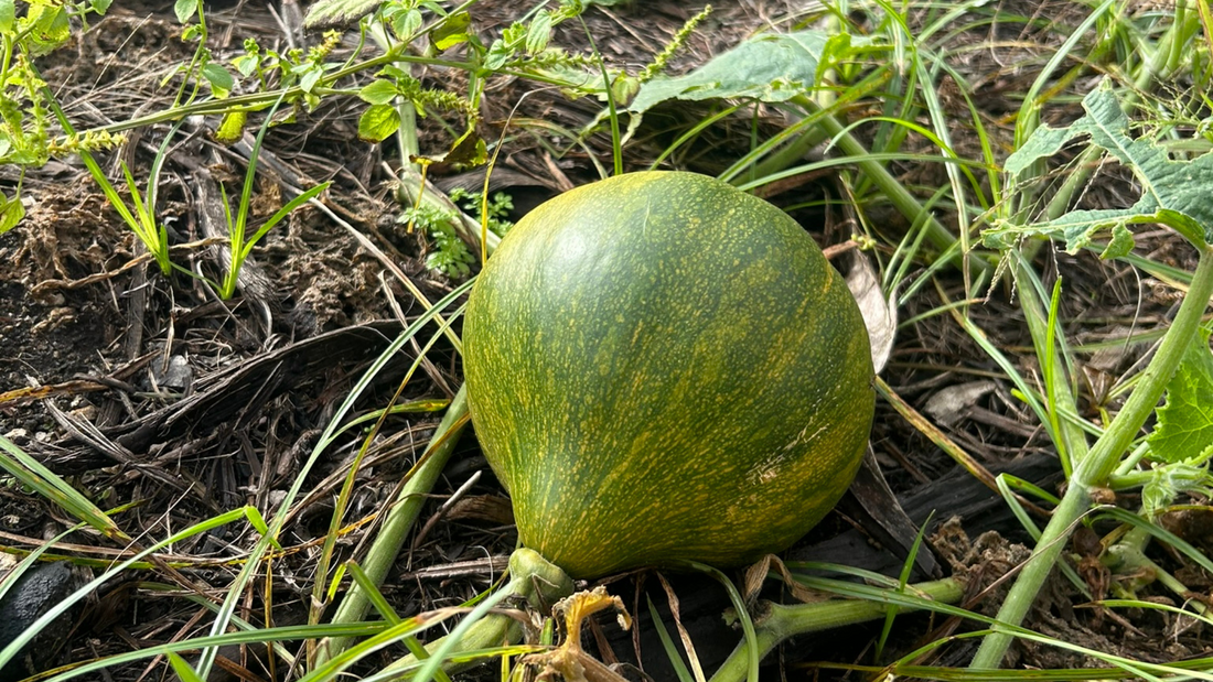 Growing Fresh in South Florida Yard