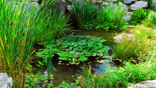 Water Garden Wonders: How to Incorporate Aquatic Plants into Your Landscape