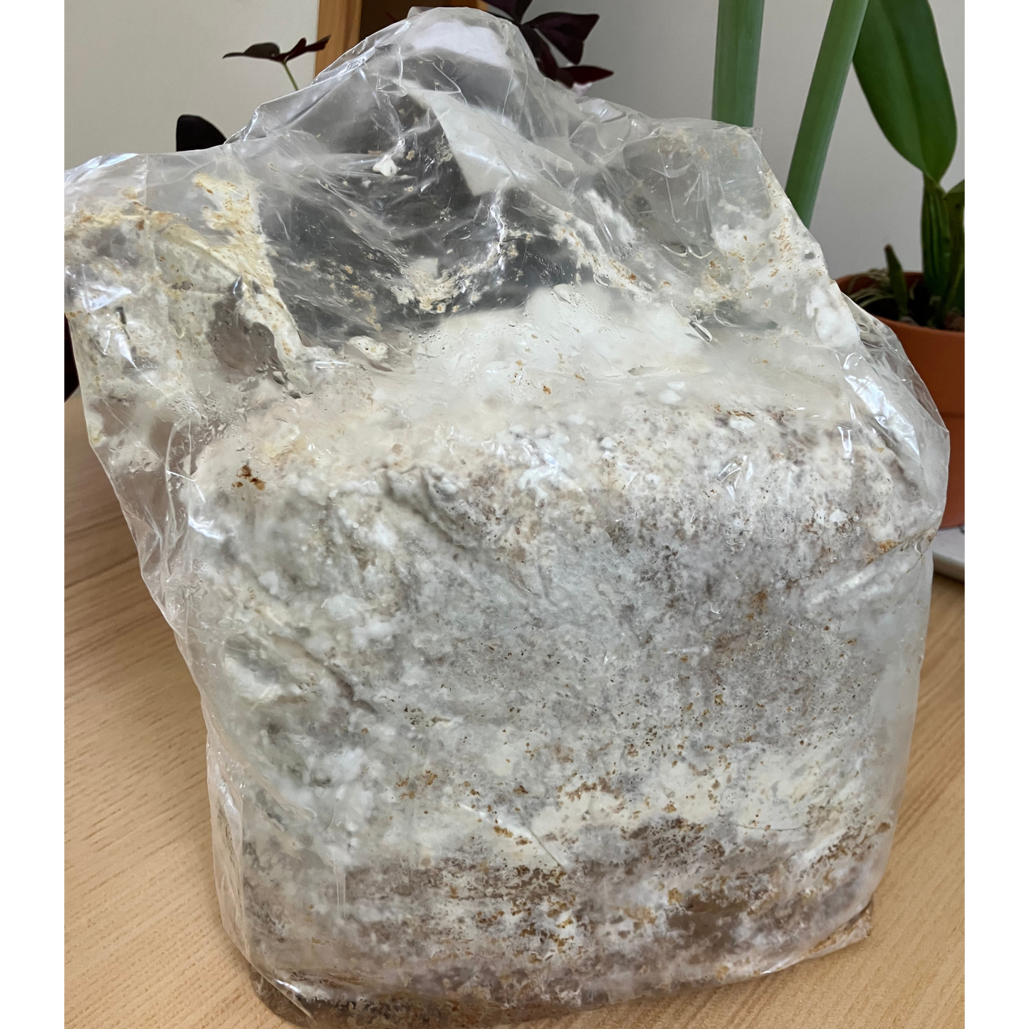 Lion's Mane Grow Kit (5 lbs)