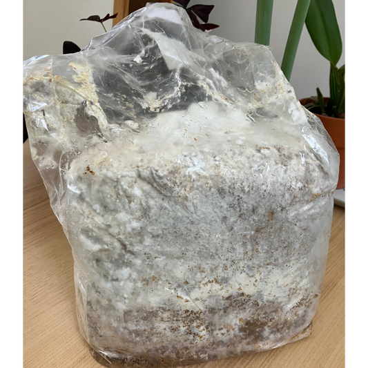 Lion's Mane Grow Kit (5 lbs)