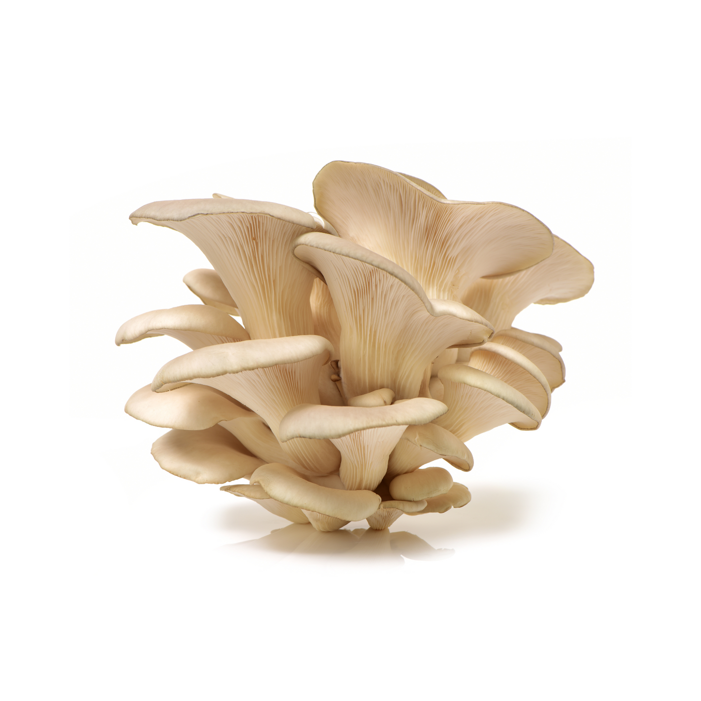 Oyster Mushroom Grow Kit (5 lbs)