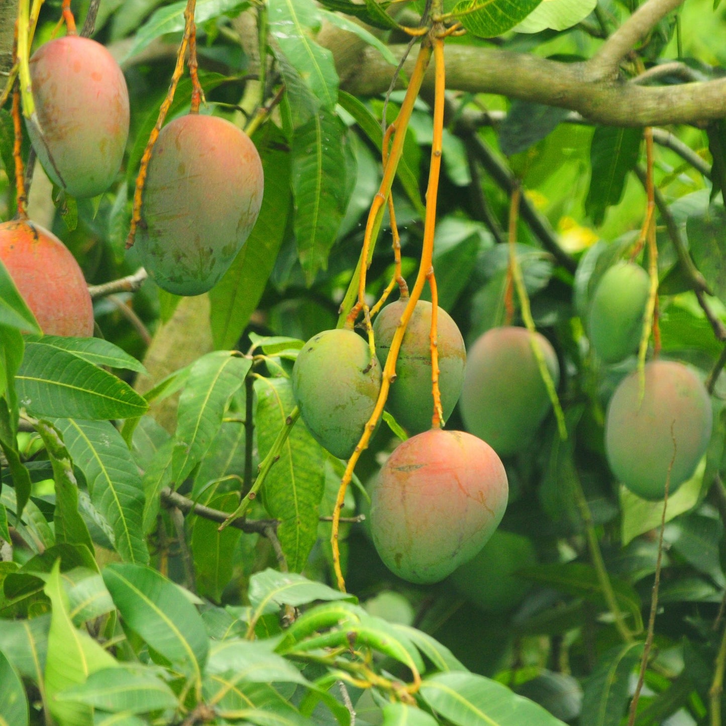 Mango fruits