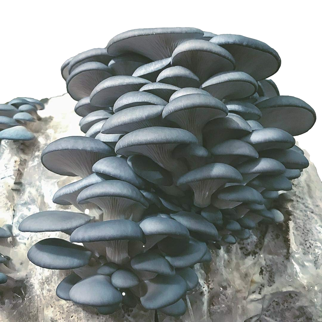 Blue Oyster Mushrooms