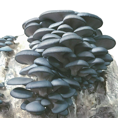 Blue Oyster Mushrooms