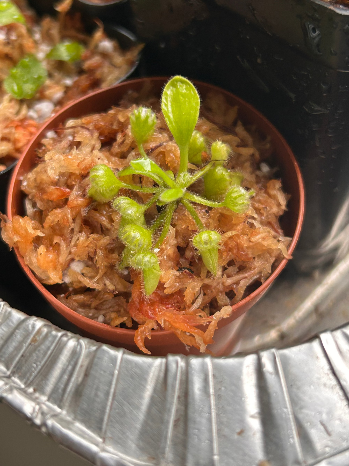 carnivorous plant in pot