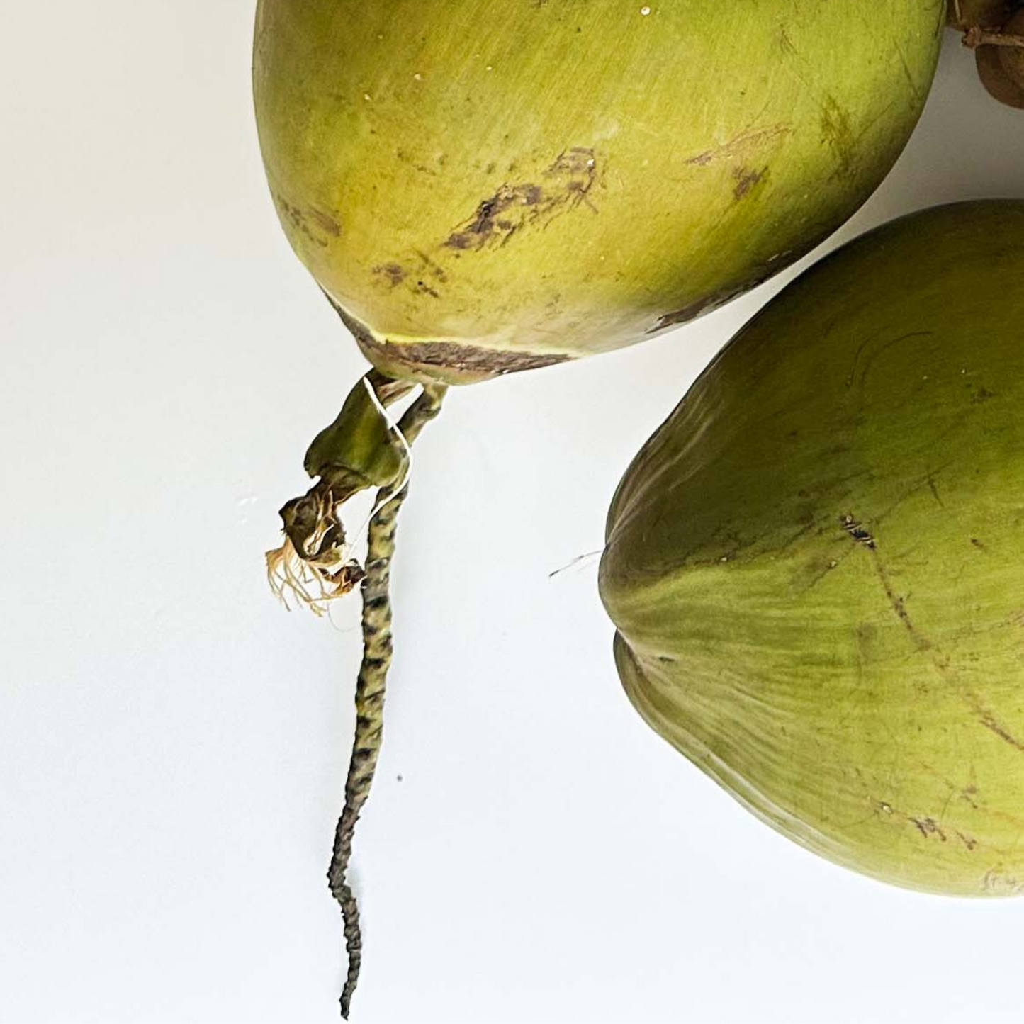 Coconut fruits