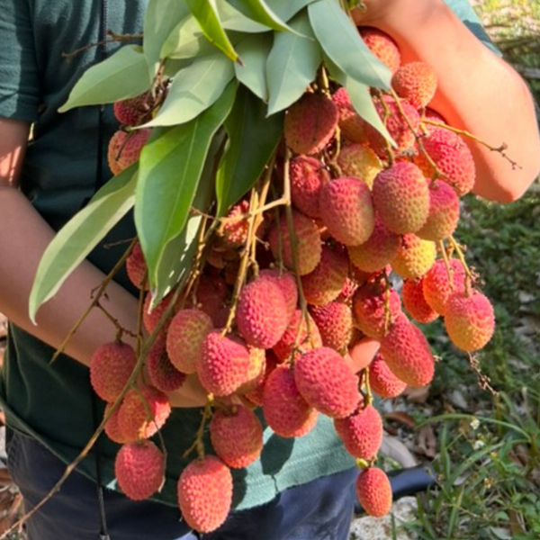 Organic Lychee – Fresh from Miami Family Orchard – William Garden Center