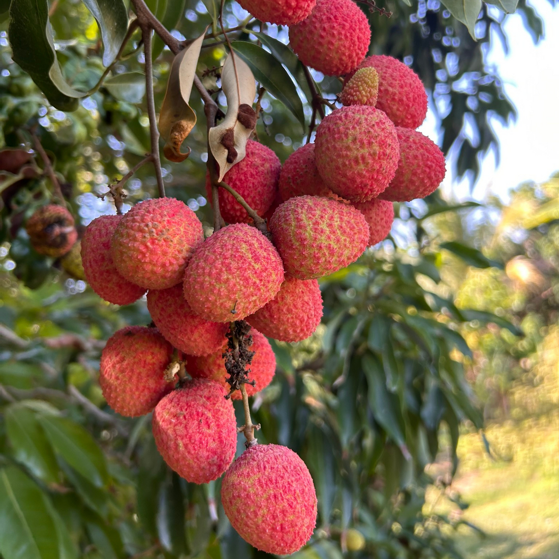 Organic Lychee – Fresh from Miami Family Orchard – William Garden Center
