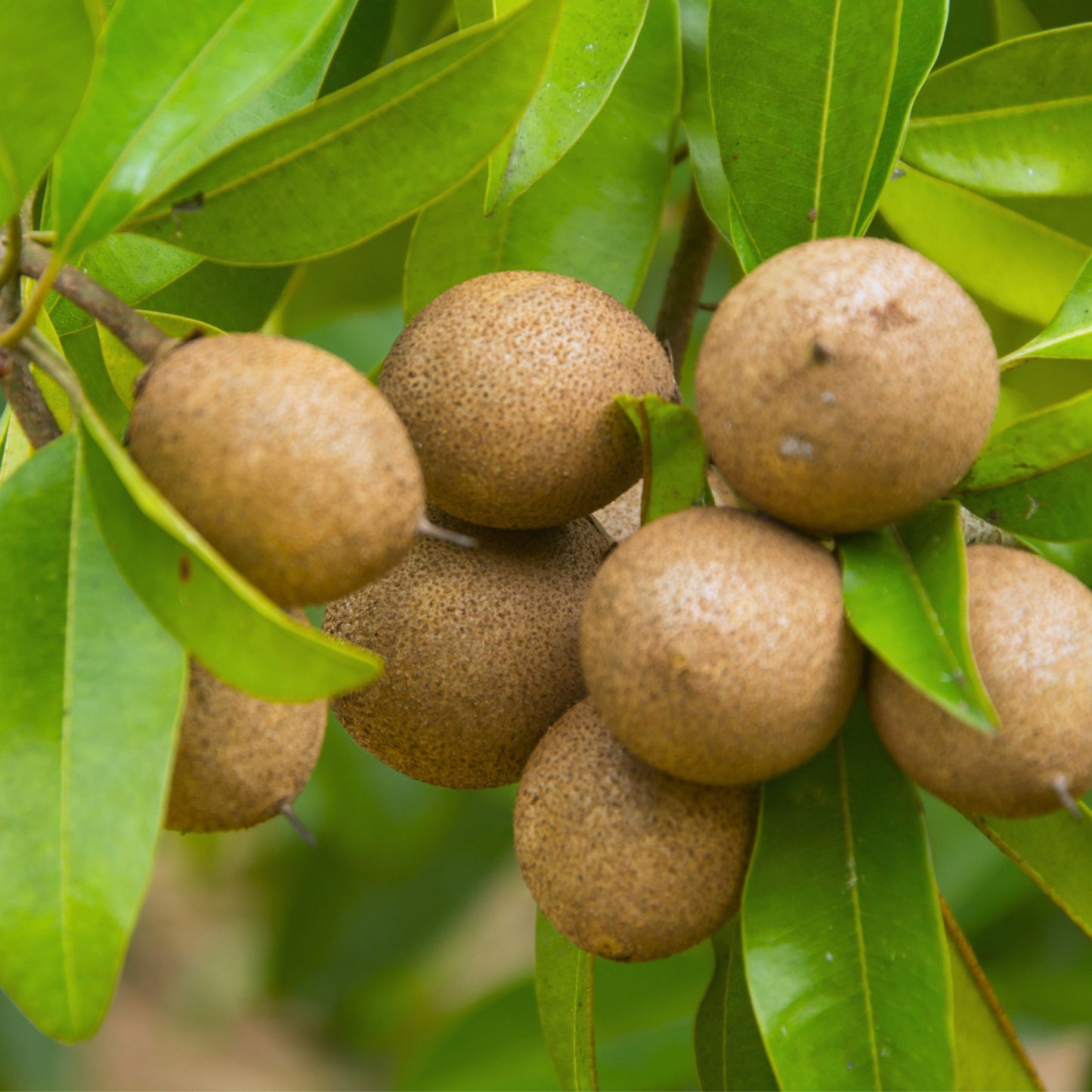 Sapodilla