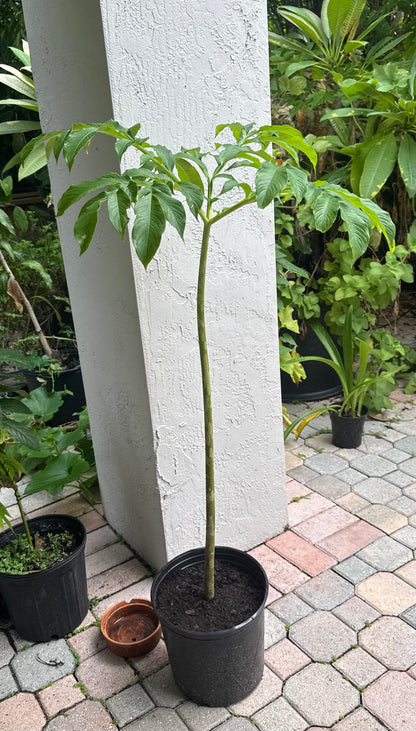 Amorphophallus Paeoniifolius corpse flower (elephant foot yam)