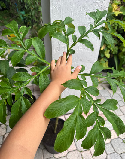 Amorphophallus Paeoniifolius corpse flower (elephant foot yam)