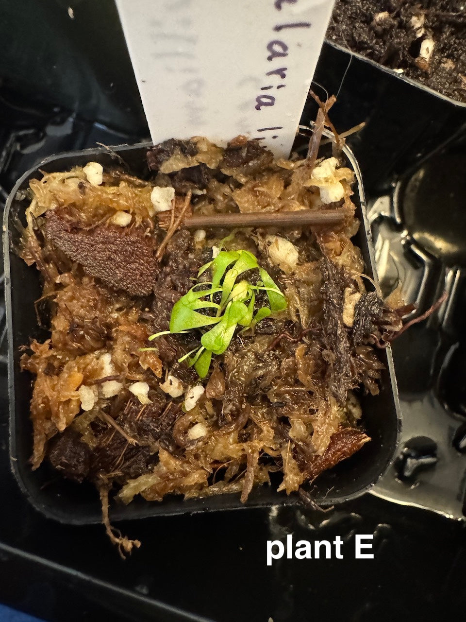 Utricularia Livida {white form}