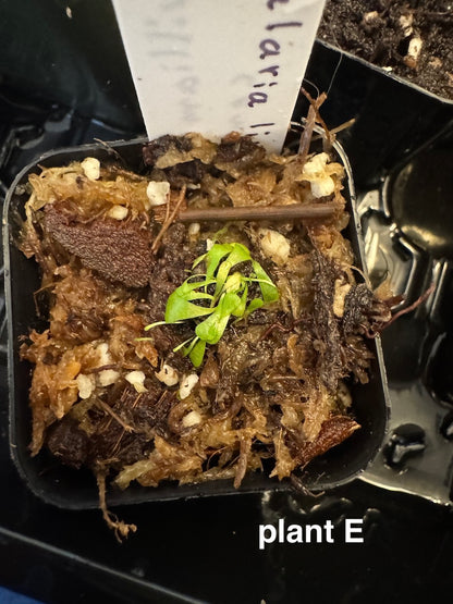 Utricularia Livida {white form}