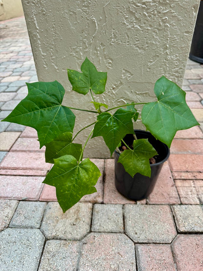 Chaya Cuttings (Tree Spinach) – Easy to Grow, Super-Nutritious (3 Pcs)