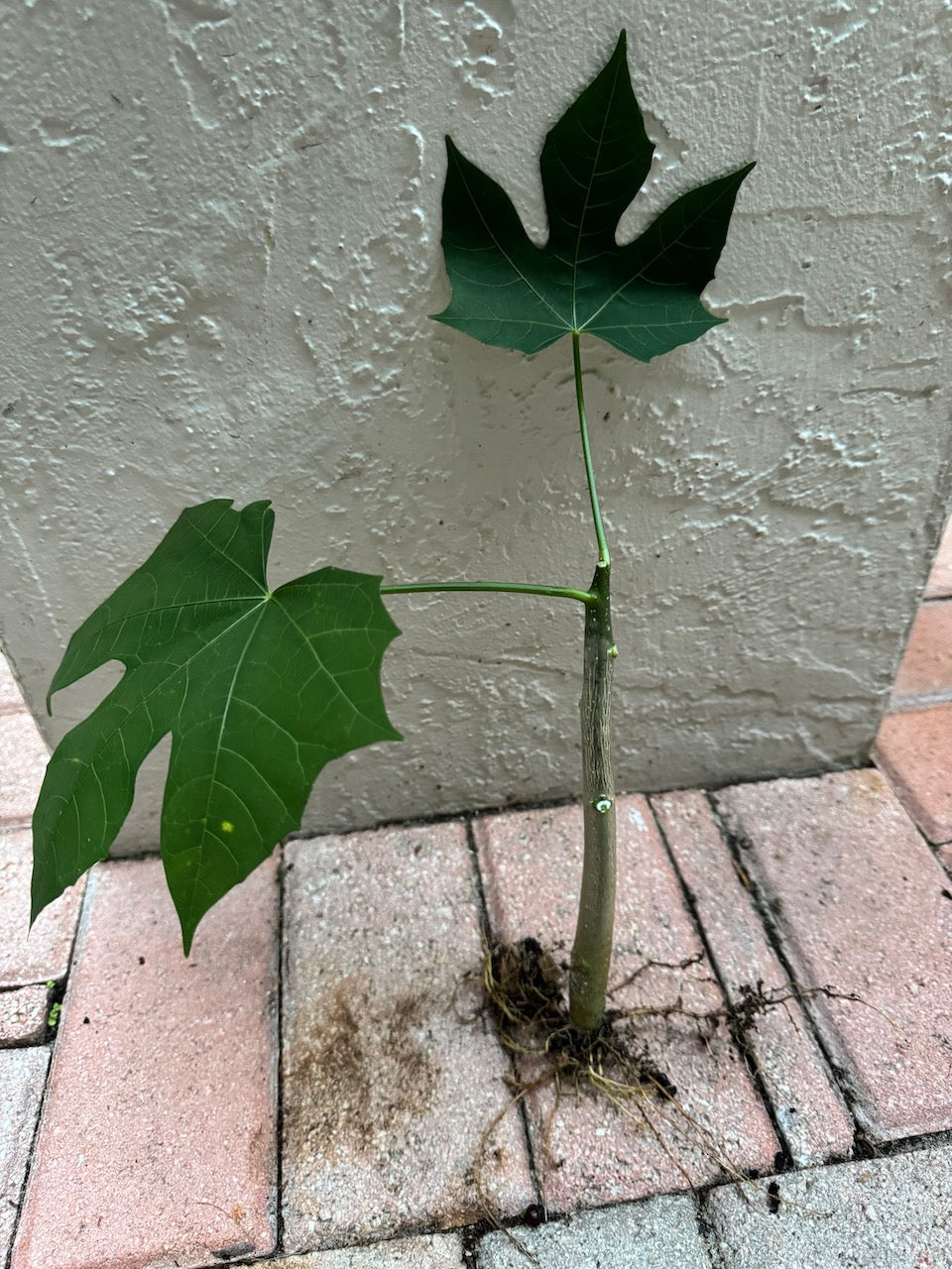 Chaya Cuttings (Tree Spinach) – Easy to Grow, Super-Nutritious (3 Pcs)