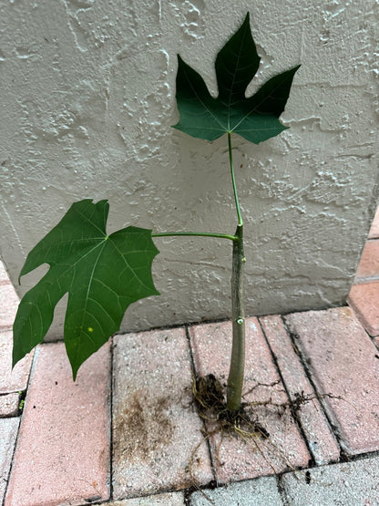 Chaya Cuttings (Tree Spinach) – Easy to Grow, Super-Nutritious (3 Pcs)