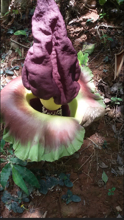 Amorphophallus Paeoniifolius corpse flower (elephant foot yam)