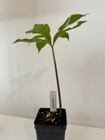 Amorphophallus Paeoniifolius corpse flower (elephant foot yam)