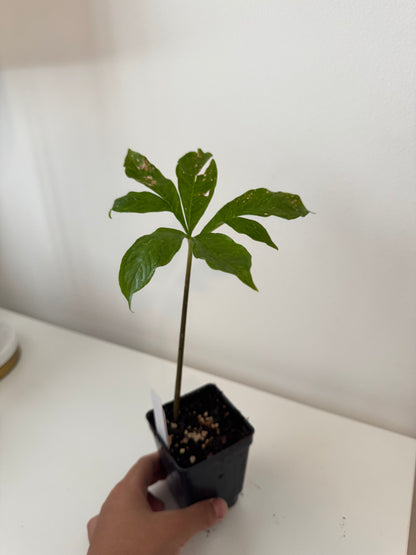Amorphophallus Paeoniifolius corpse flower (elephant foot yam)