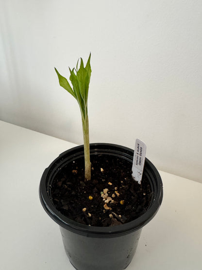 Amorphophallus Konbus, corpse flower 'Green Genes' {konjac x albus}