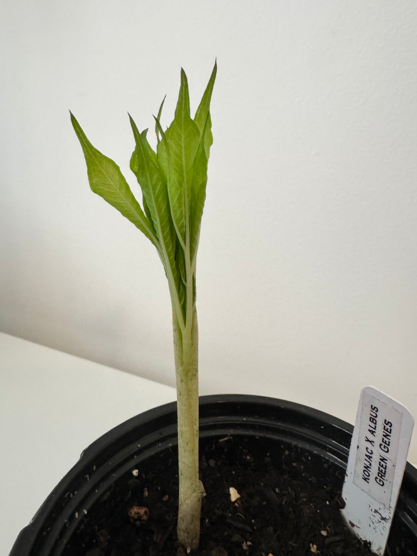 Amorphophallus Konbus, corpse flower 'Green Genes' {konjac x albus}