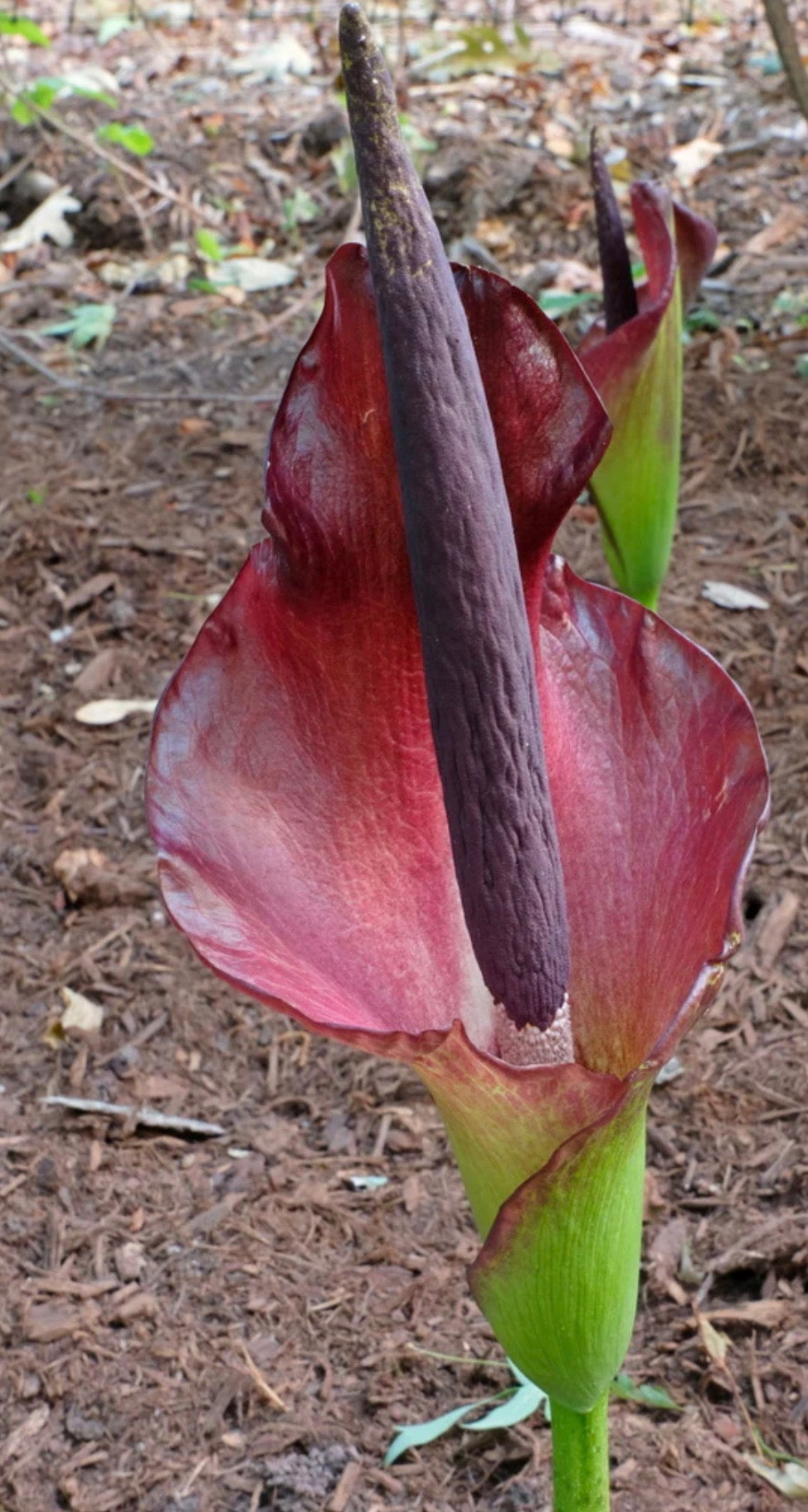 Amorphophallus Konbus, corpse flower 'Green Genes' {konjac x albus}