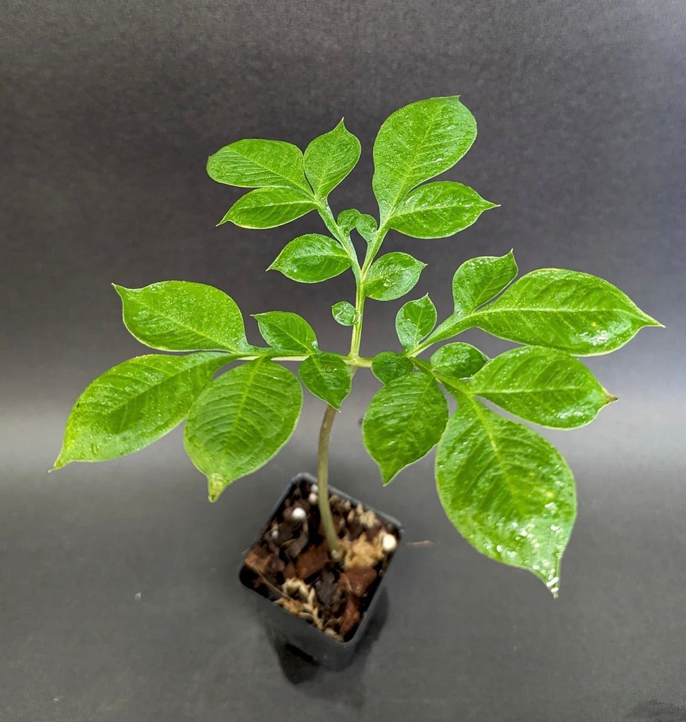 Amorphophallus Konbus, corpse flower 'Green Genes' {konjac x albus}