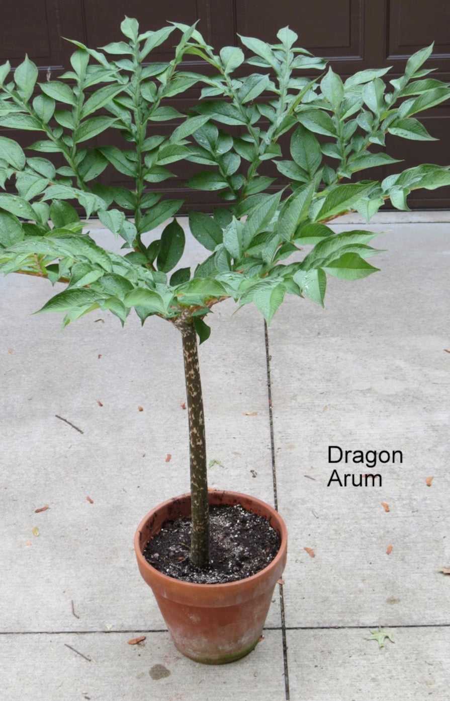 Amorphophallus Konbus, corpse flower 'Green Genes' {konjac x albus}